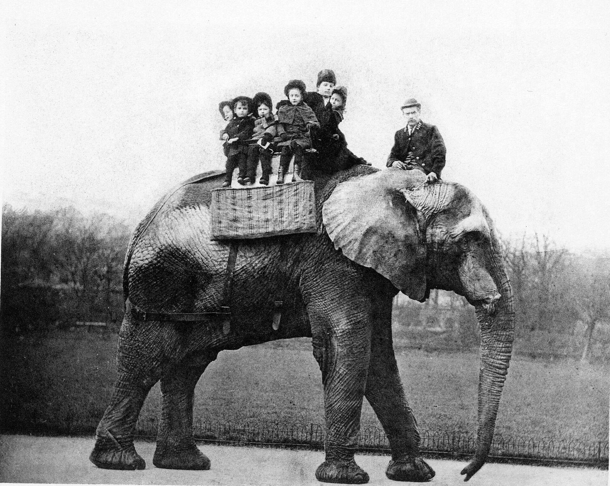 Jumbo, the African elephant, walking on a park path with a man in uniform and a row of children seated on his back. A photograph from about 1876 to 1886.